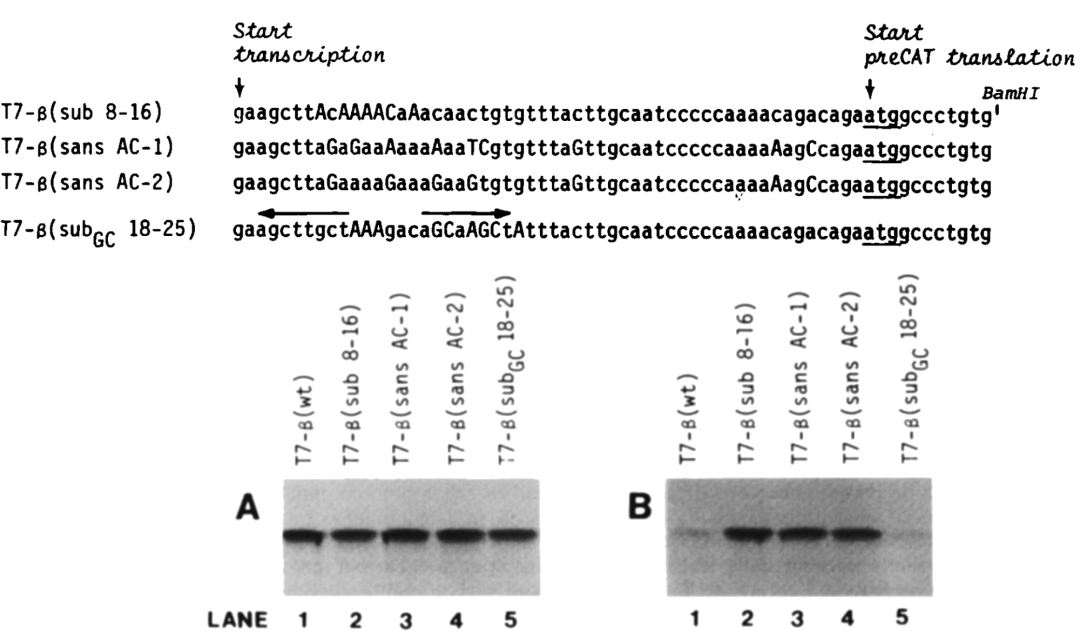 The 3 Utr Of Mammalian Th Mrna Is Highly Conserved And Contains Three