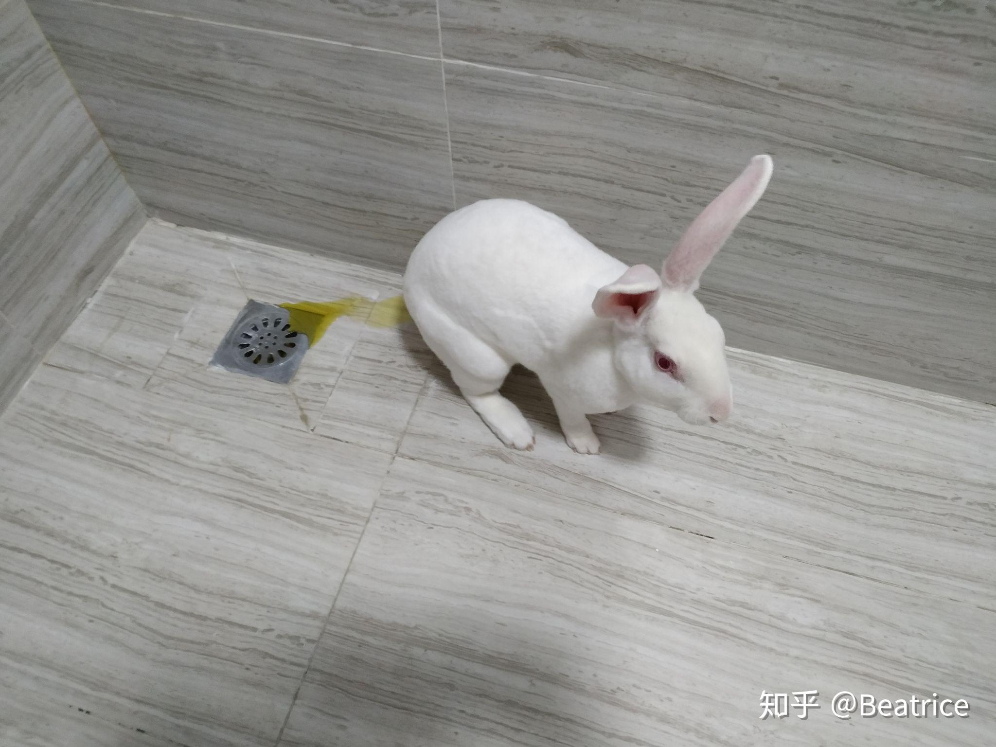 兔子成精是什么感受? - 知乎