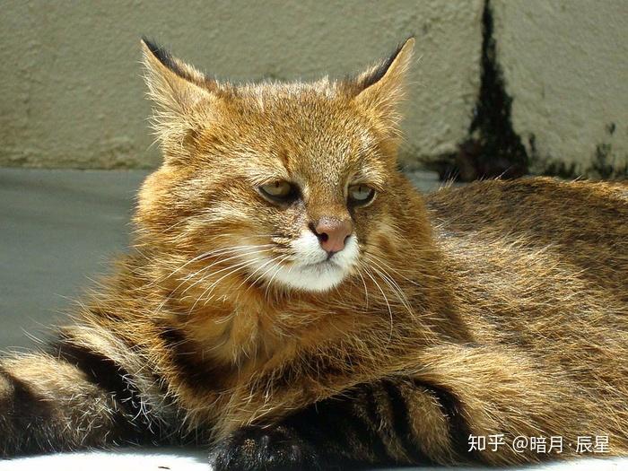 虎猫属辨识不完全指南 - 知乎