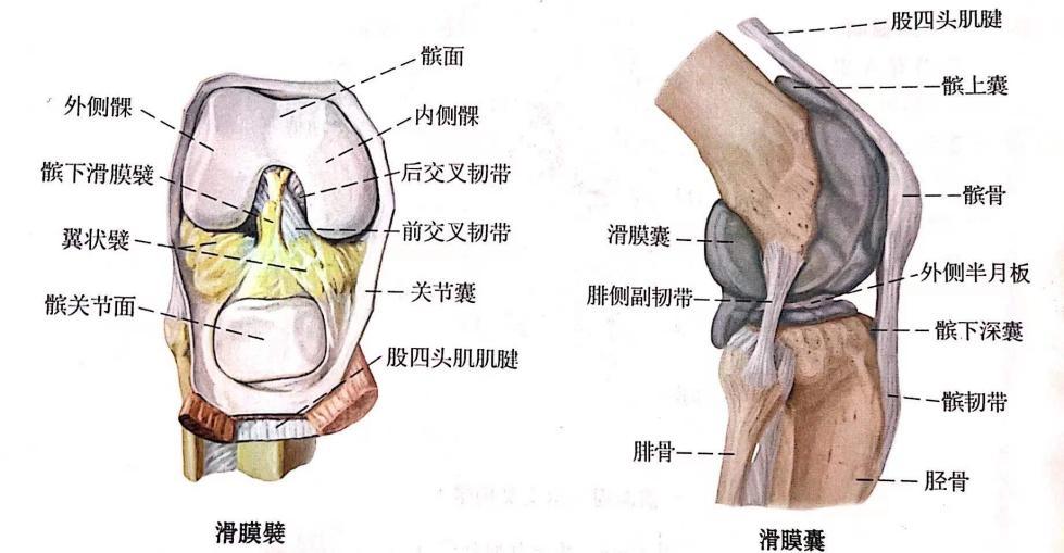 韧带固定的膝关节内部还有很多空隙,由含有很多脂肪组织的滑膜壁填充
