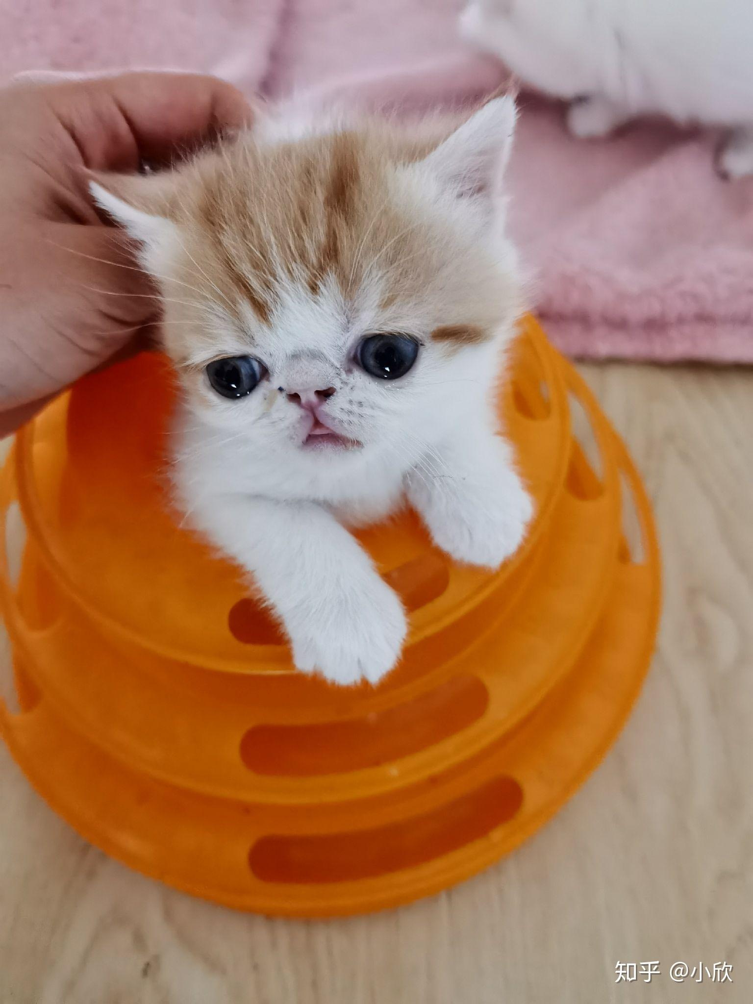 自家养的加菲猫一个月多一点喜欢的快来! - 知乎