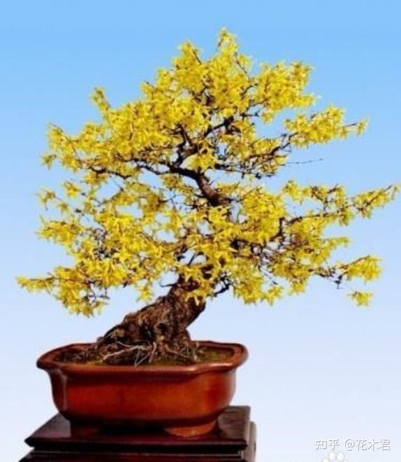 连翘盆景的鉴赏与造型制作,倾囊相授,值得珍藏 - 知乎