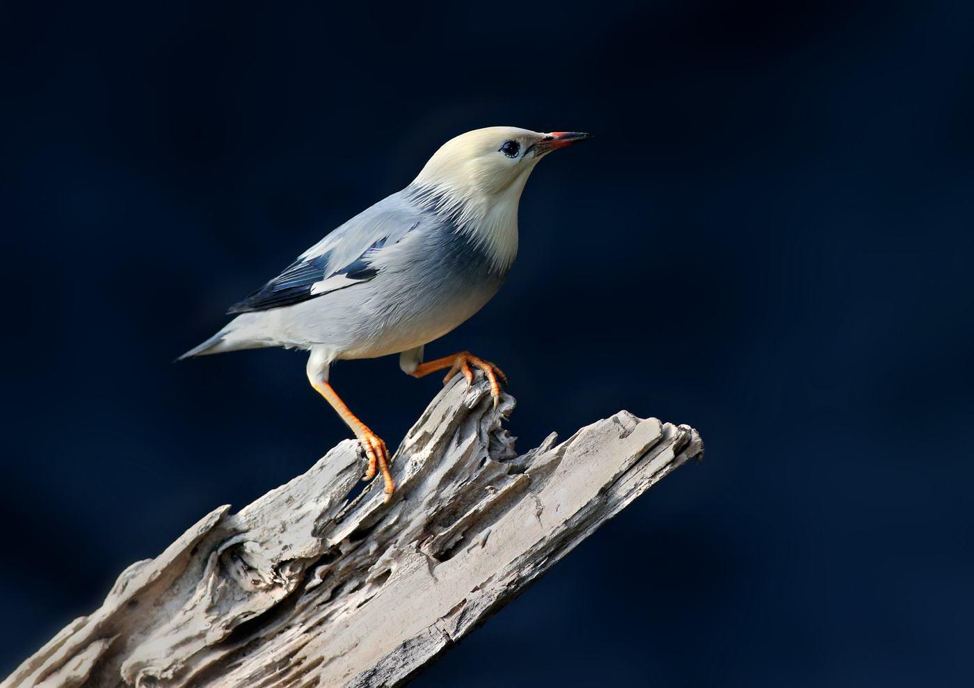 请问这是什么鸟如何喂养