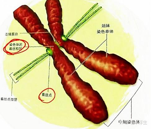 生物 细胞分裂 - 知乎