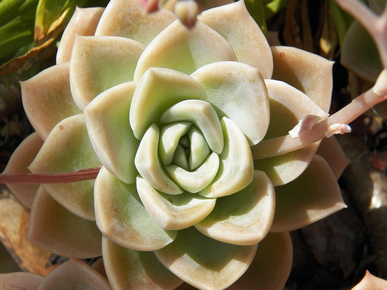 玫瑰老桩如何养护