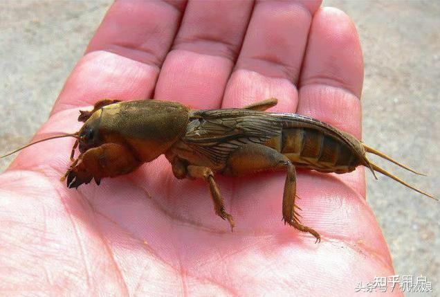 身为东北人你吃过什么虫子?