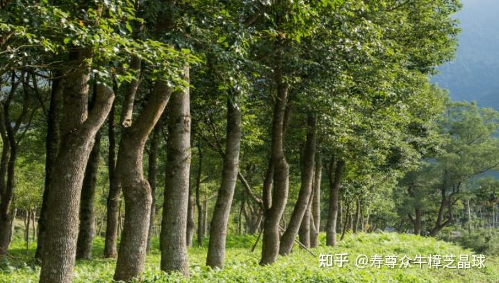 台湾森林中的红宝石牛樟芝未来癌症病人的希望