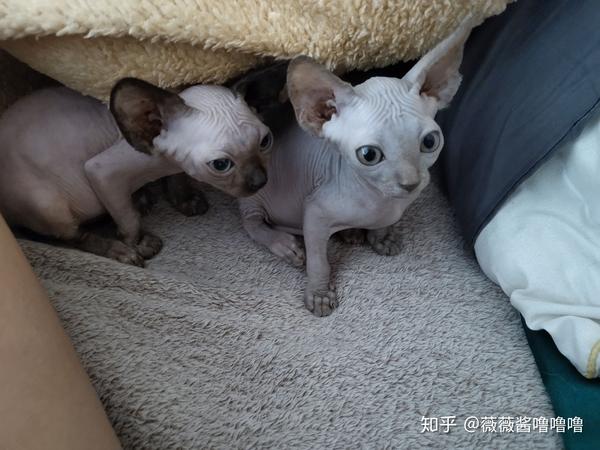 关于猫瘟的治疗干货 不超过四百 知乎