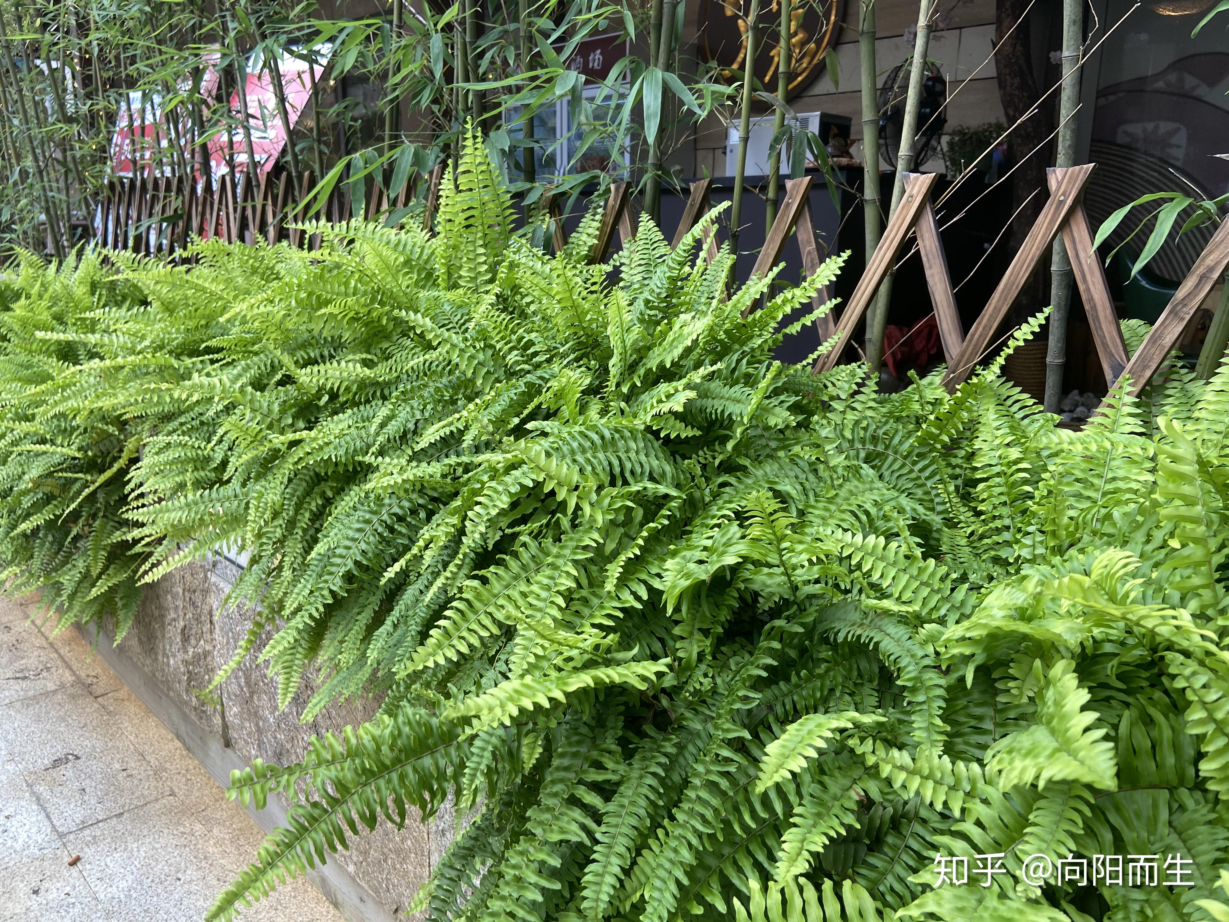 懶人植物綠籮心型葉洋繡球喜林芋常春藤琴葉榕棕櫚竹(袖珍椰子,蒲葵