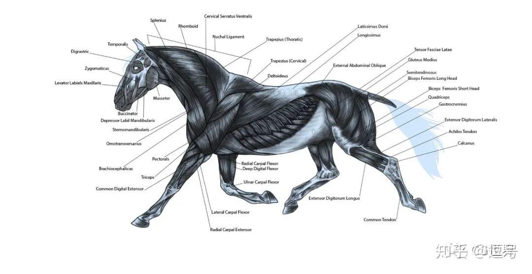 四足类动物 - 知乎