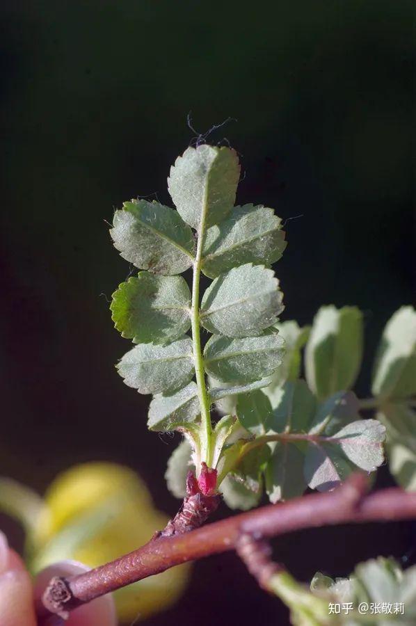 生态客自然观察【分科识花图鉴】32 蔷薇科 b 蔷薇亚科(下) - 知乎