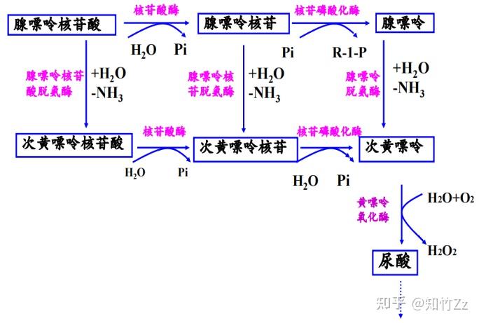 生物化学高频考点（四十四）之核酸和核苷酸的分解代谢内容及思维导图 - 知乎