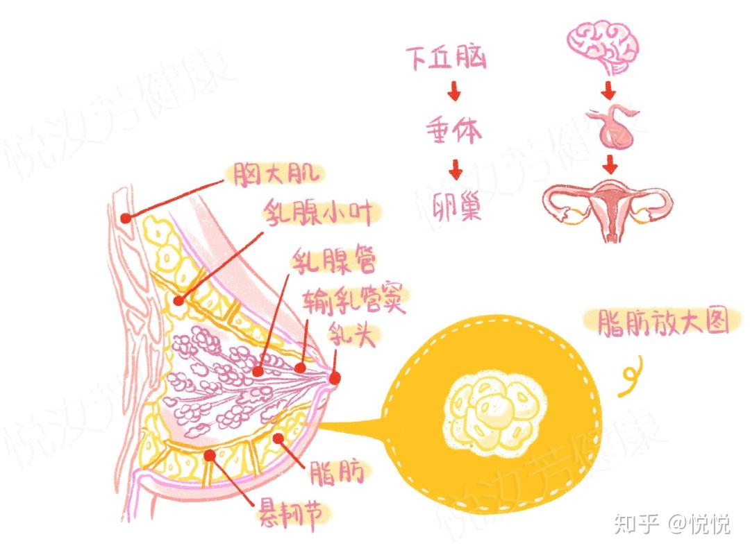 了解乳房解剖圖，哺乳好輕鬆 - 亞尼活力網