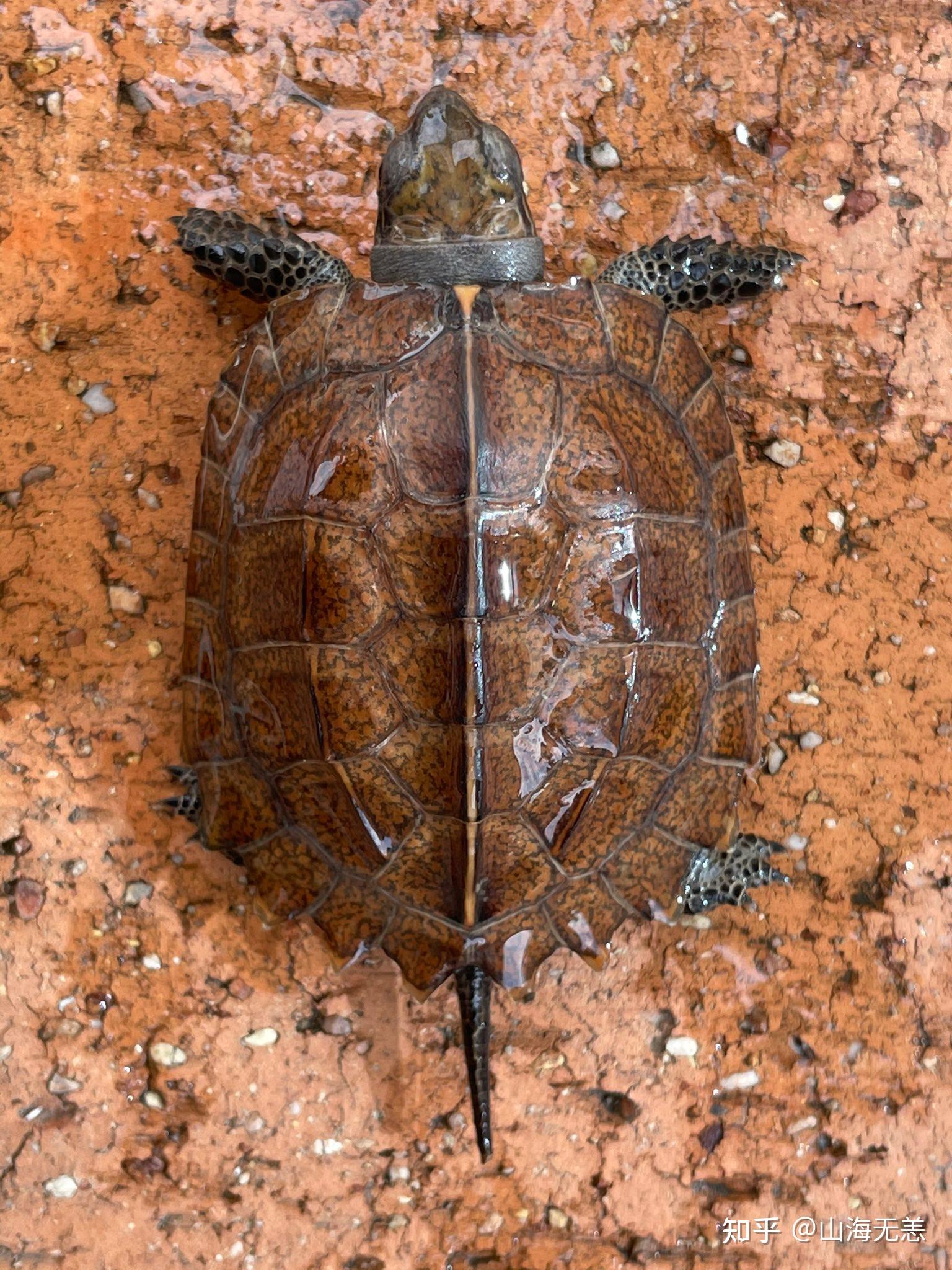 锯缘龟基本常识喂养以及调理