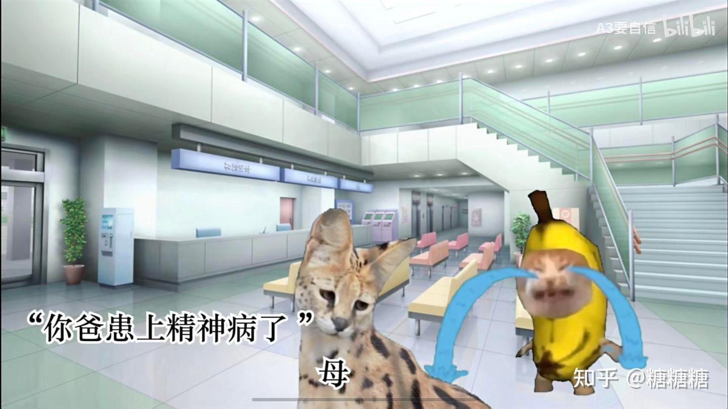 心理学视角下看猫meme表情包的爆火- 知乎