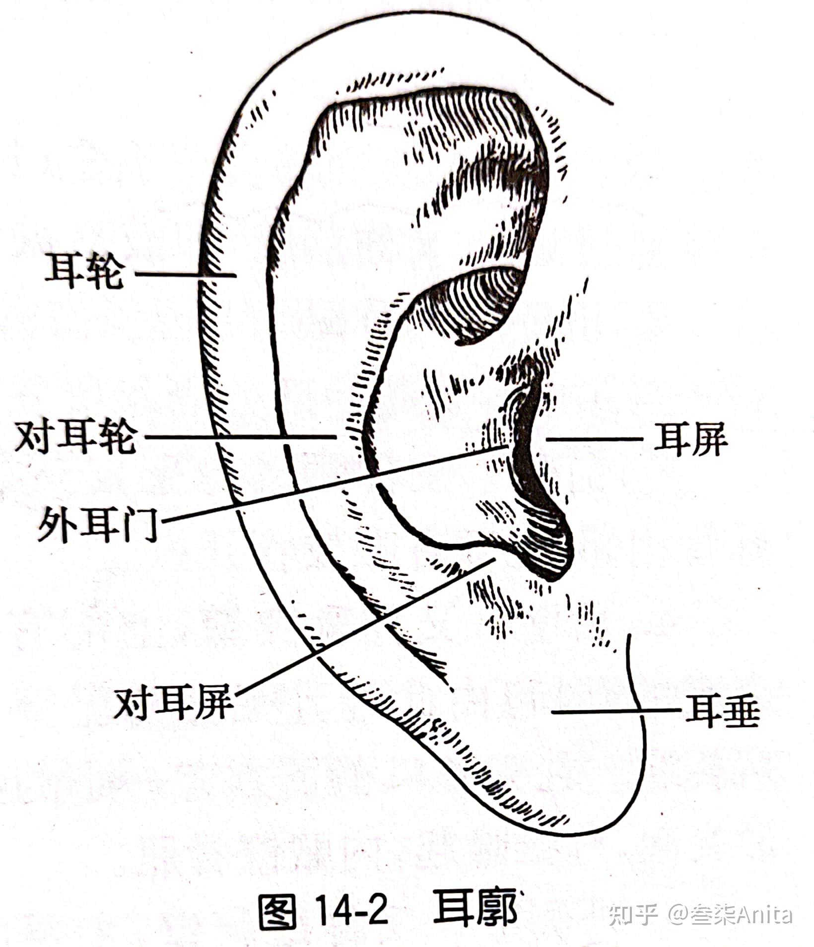 遠視近視視野和視通路視網膜的層結構左(眼球視神經)右(眼腔晶狀體和