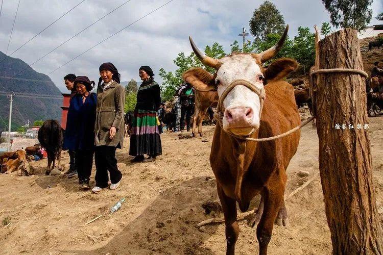 大凉山彝族婚俗原生态乡村赶集牛羊市场扶贫赶集车摄影