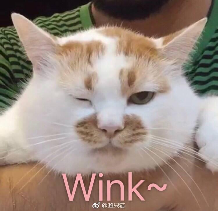 猫知道自己长得好看吗?