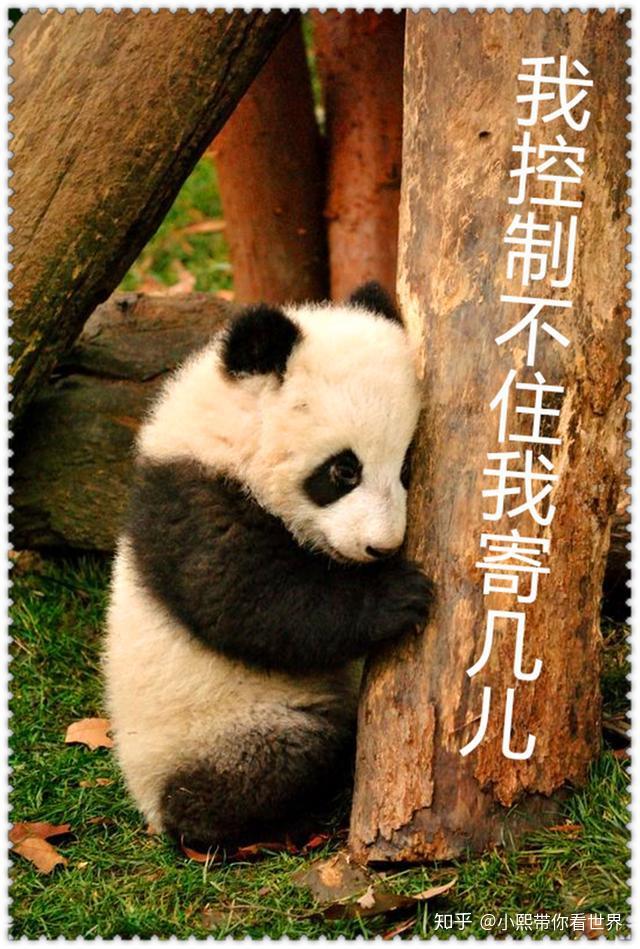 国宝熊猫化身搞笑担当碰瓷耍宝成就一代网红