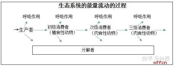 生态系统能量流动的过程