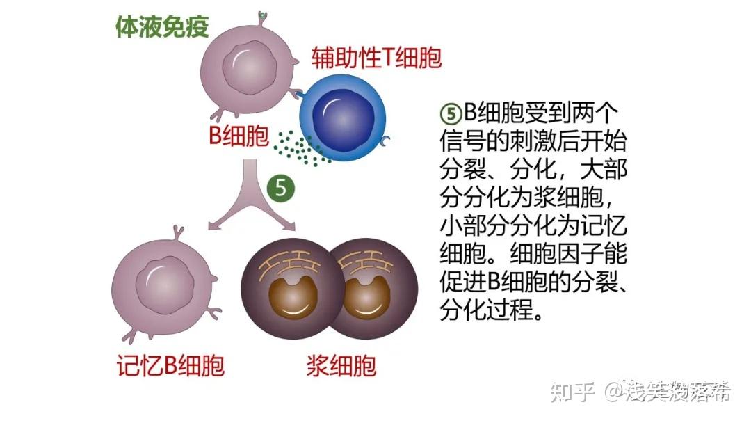 4.2特异性免疫-1【新教材选一优质课件】