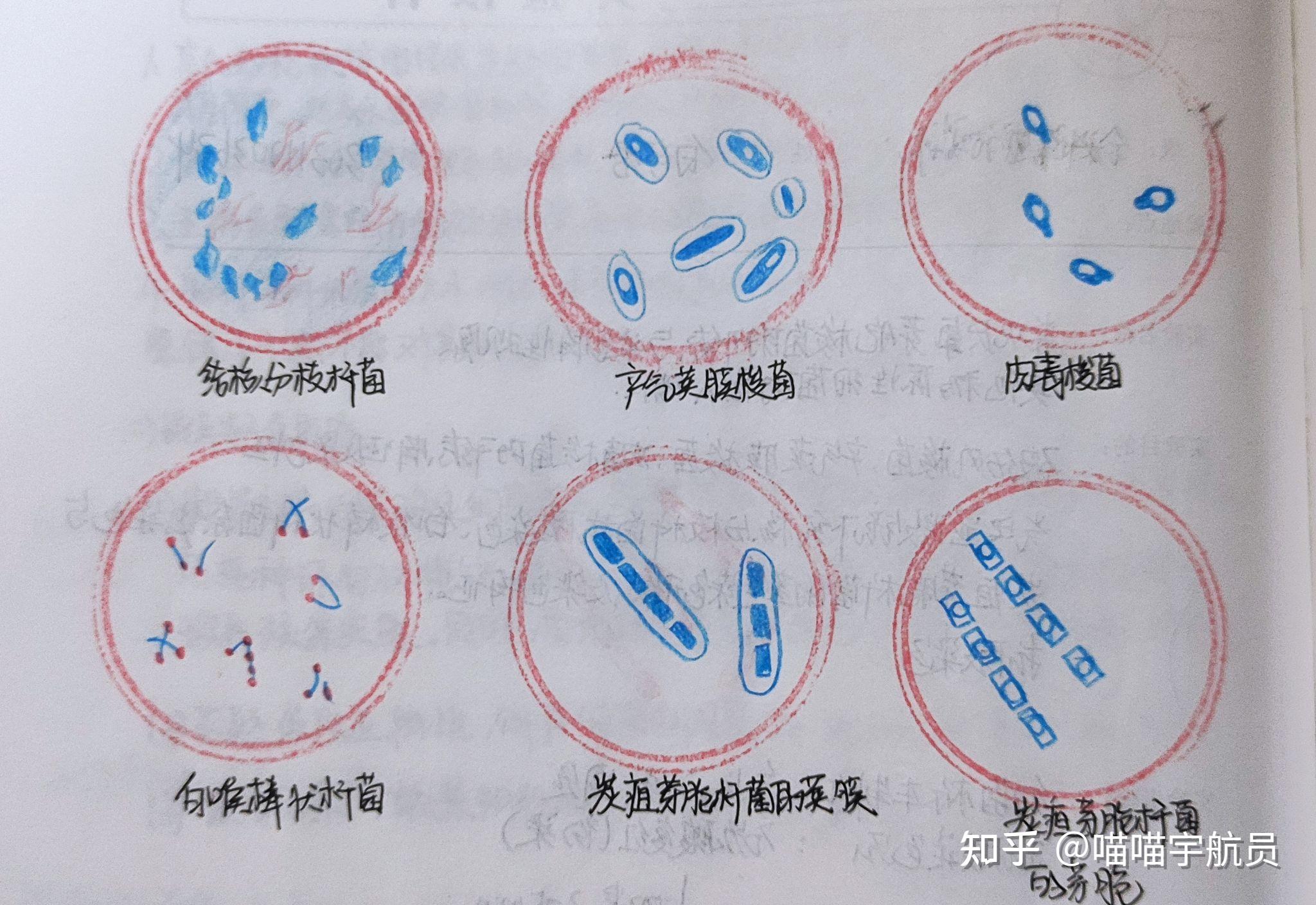 从左到右分别是钩端螺旋体,梅毒螺旋体,狂犬病毒的包涵体