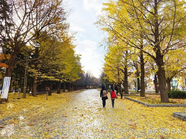 深秋札幌赶一班北海道的红叶末班车 知乎