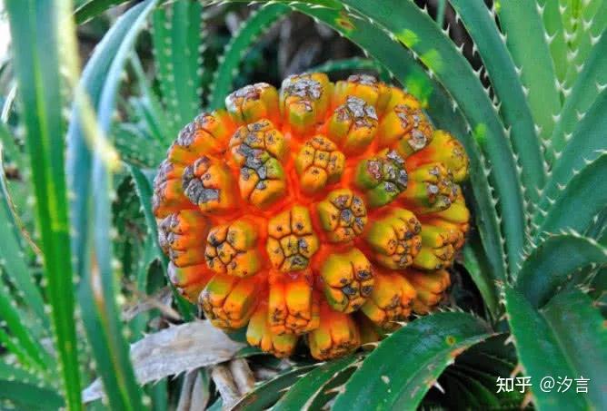 野菠萝有哪些营养价值