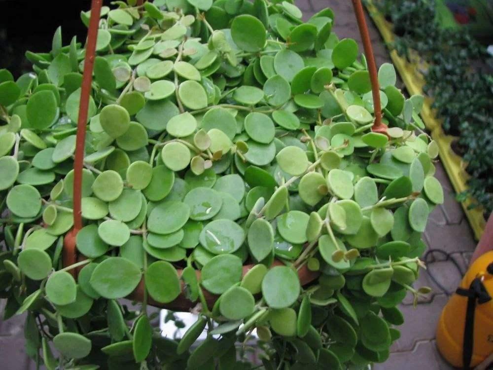 优良的室内观叶植物百万心