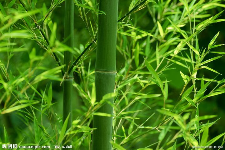 药性赋--竹叶- 知乎