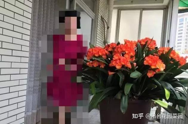 5种长寿花,天生“富贵命”,养它几十年,就是“传世宝”(名贵长寿花)