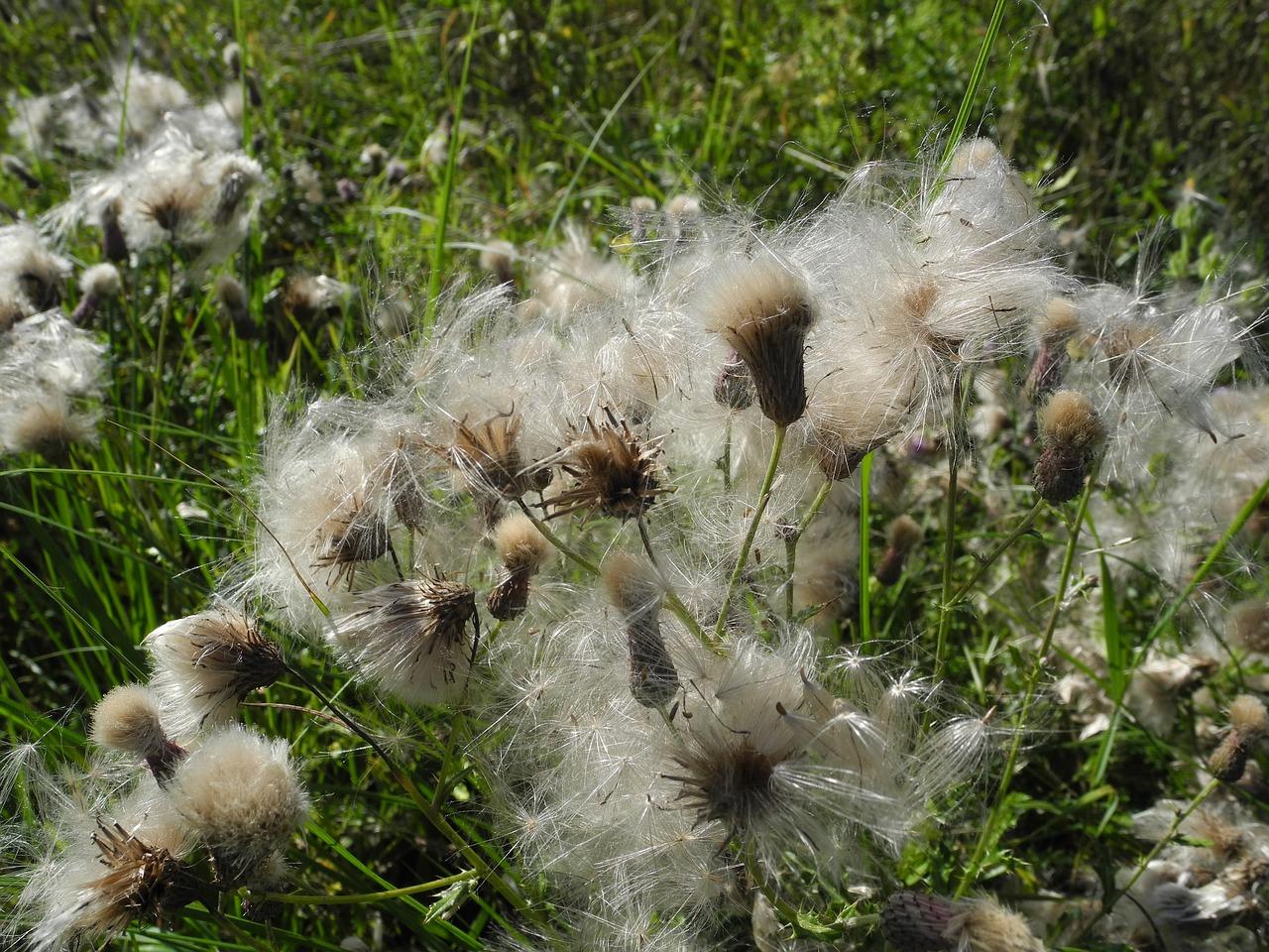 叶片舒展的喜悦