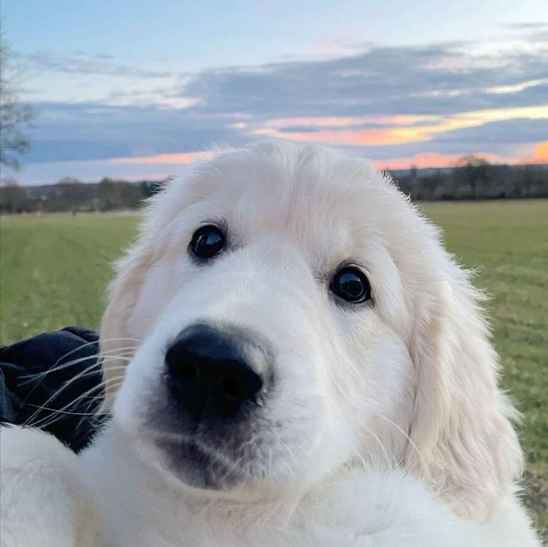 有哪些有关狗狗的微信头像? - 知乎