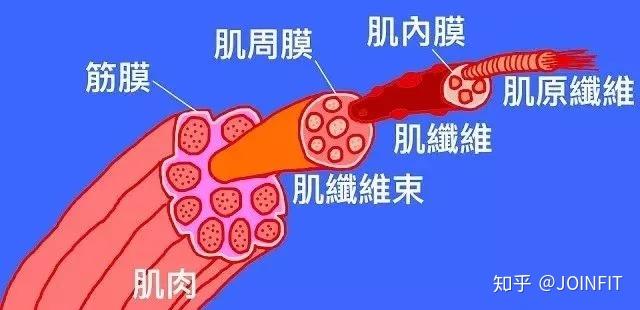 人体重要的结缔组织筋膜