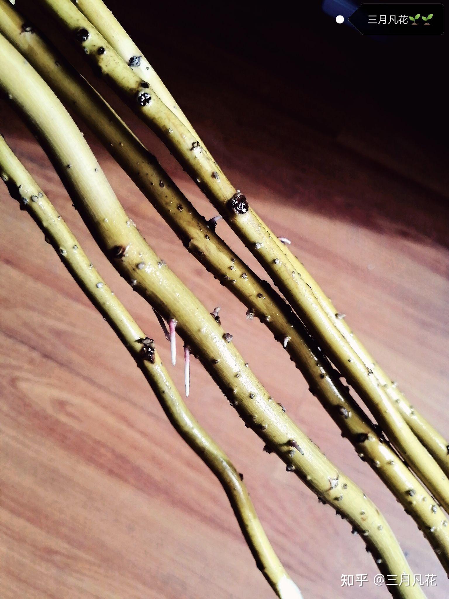 龙柳的水培养护！🌱🌱 - 知乎