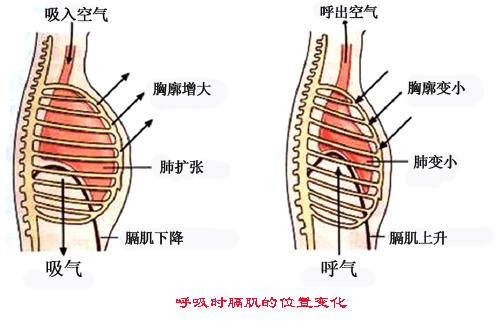 整个胸腔的结构如下,我们吸气时,有两种方式的运动,一种是膈肌下降(腹