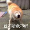 城南花已开