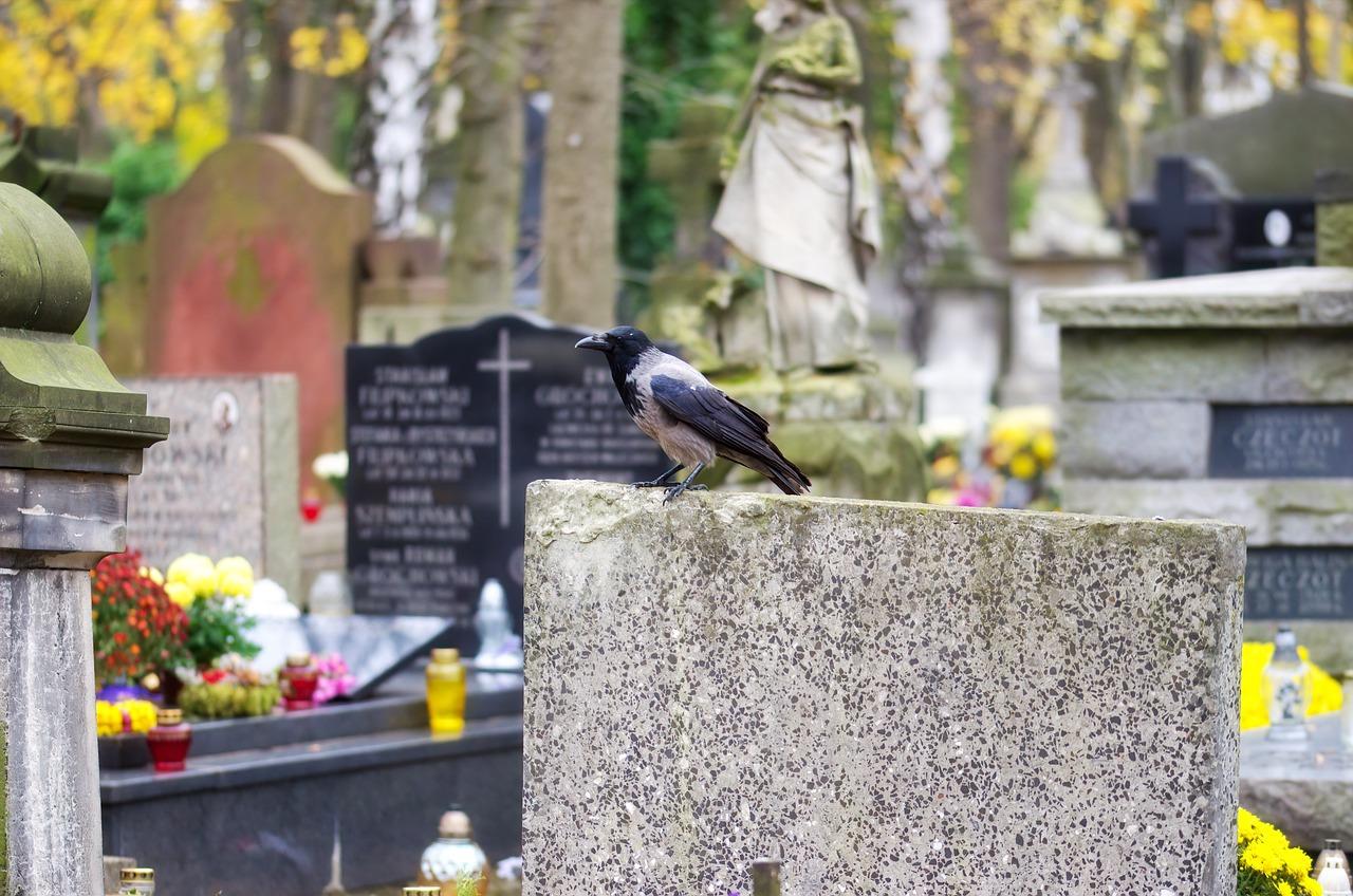 坟墓边种什么树