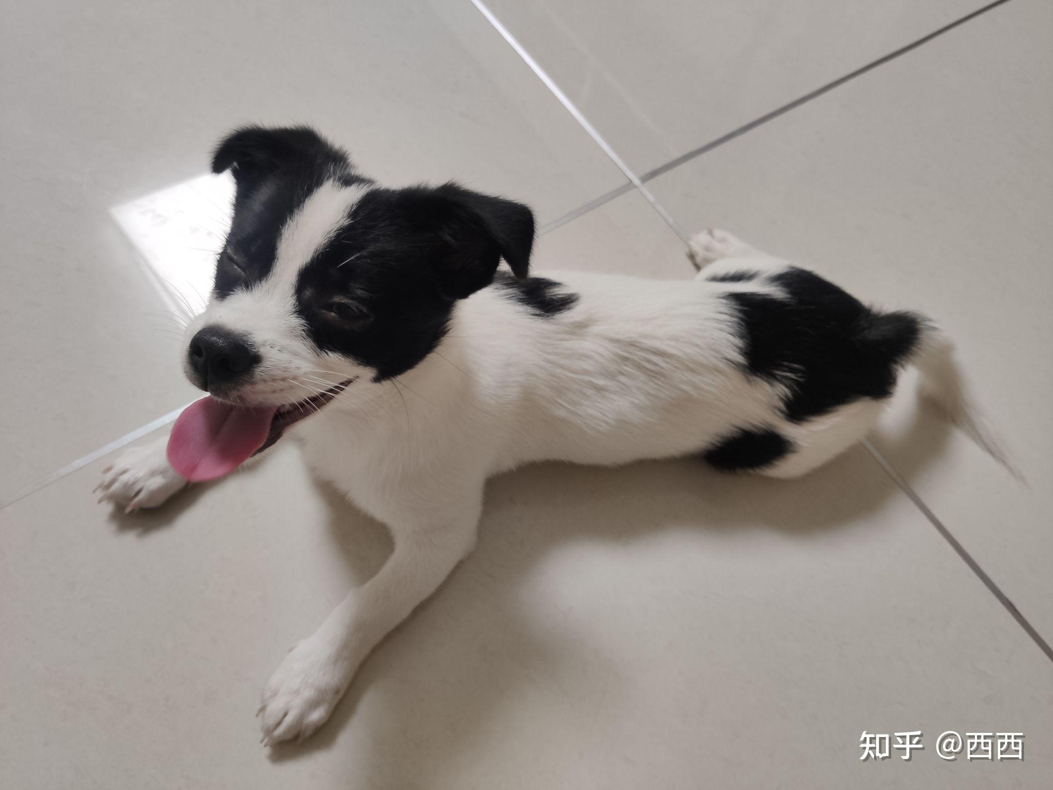 我们养狗,狗狗真的是开心的吗? - 知乎