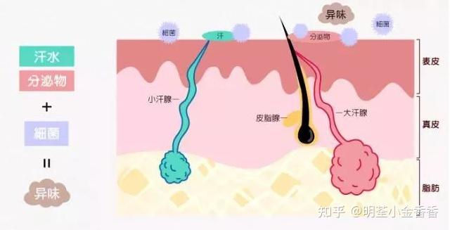 狐臭的发病原理 - 知乎