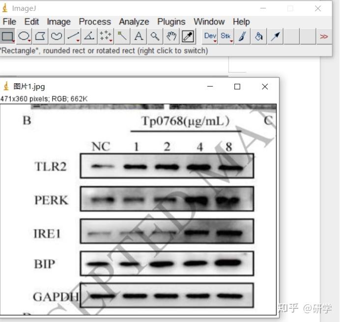 western-blot