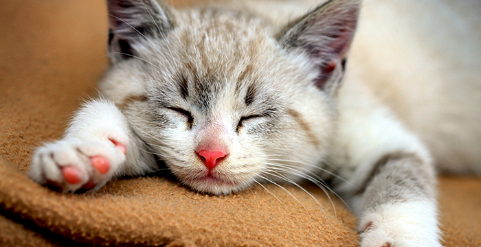 猫主子挑食,怎么办?