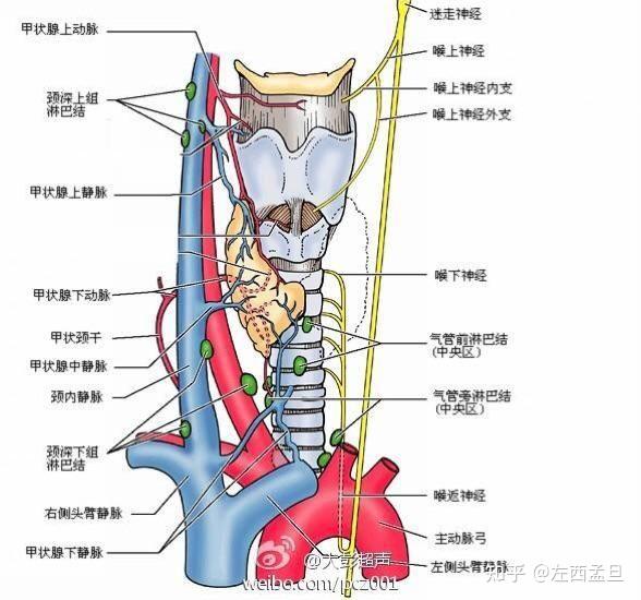 甲状腺血管解剖图图片