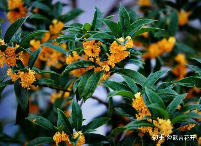 “十里桂花香”冬季养护好，花香才会更加沁人心脾 - 知乎