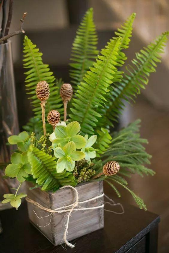 赏蕨揭开远古蕨类植物的神秘面纱