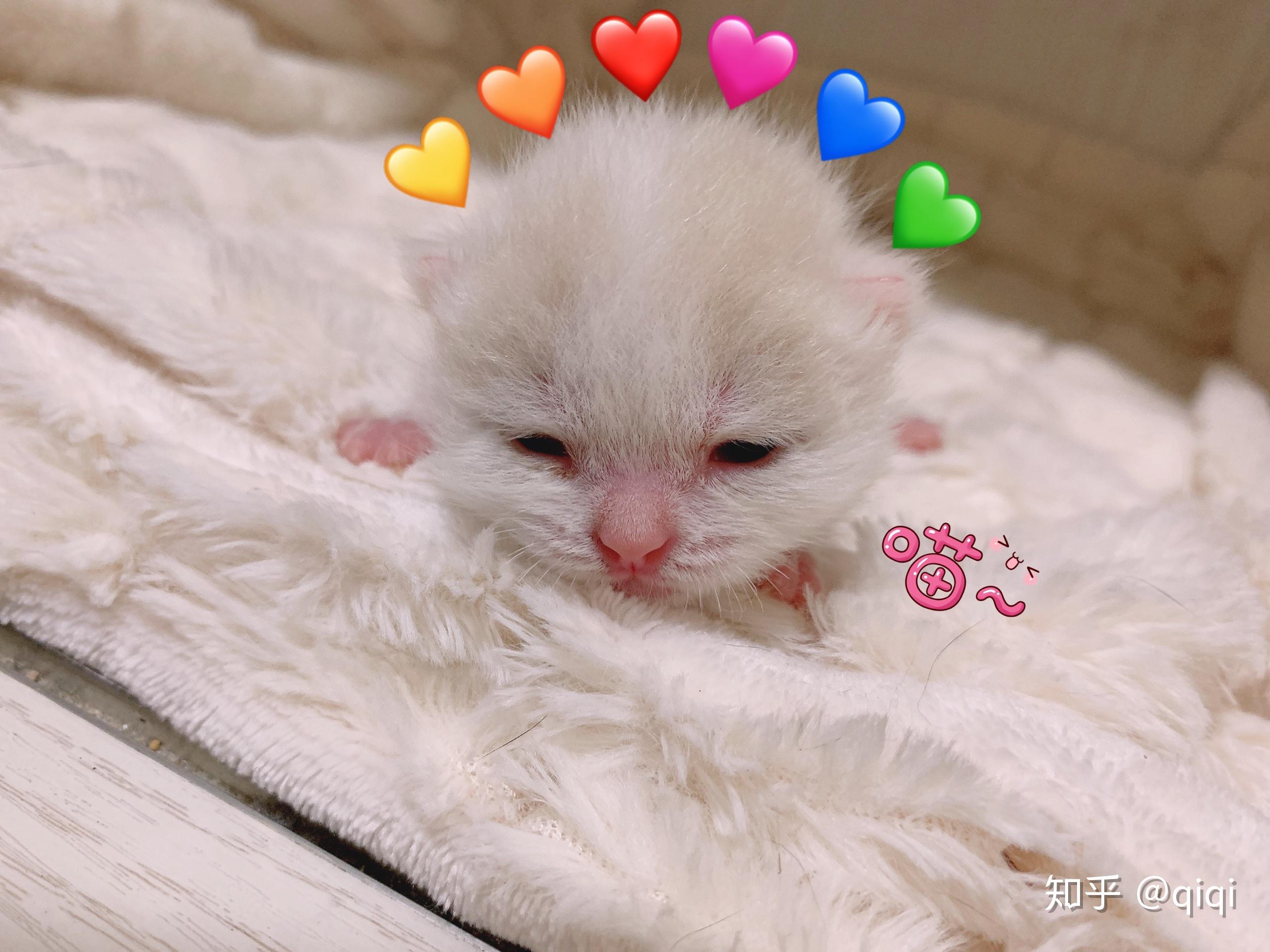 把一只刚出生的小奶猫一直养大是什么感觉