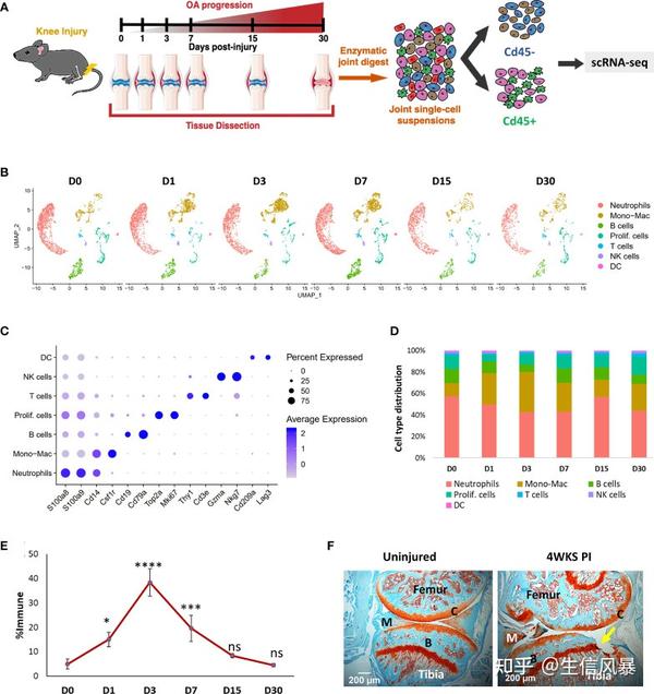 8+非肿瘤高分生信套路,单细胞揭示骨关节炎免疫景观 - 知乎