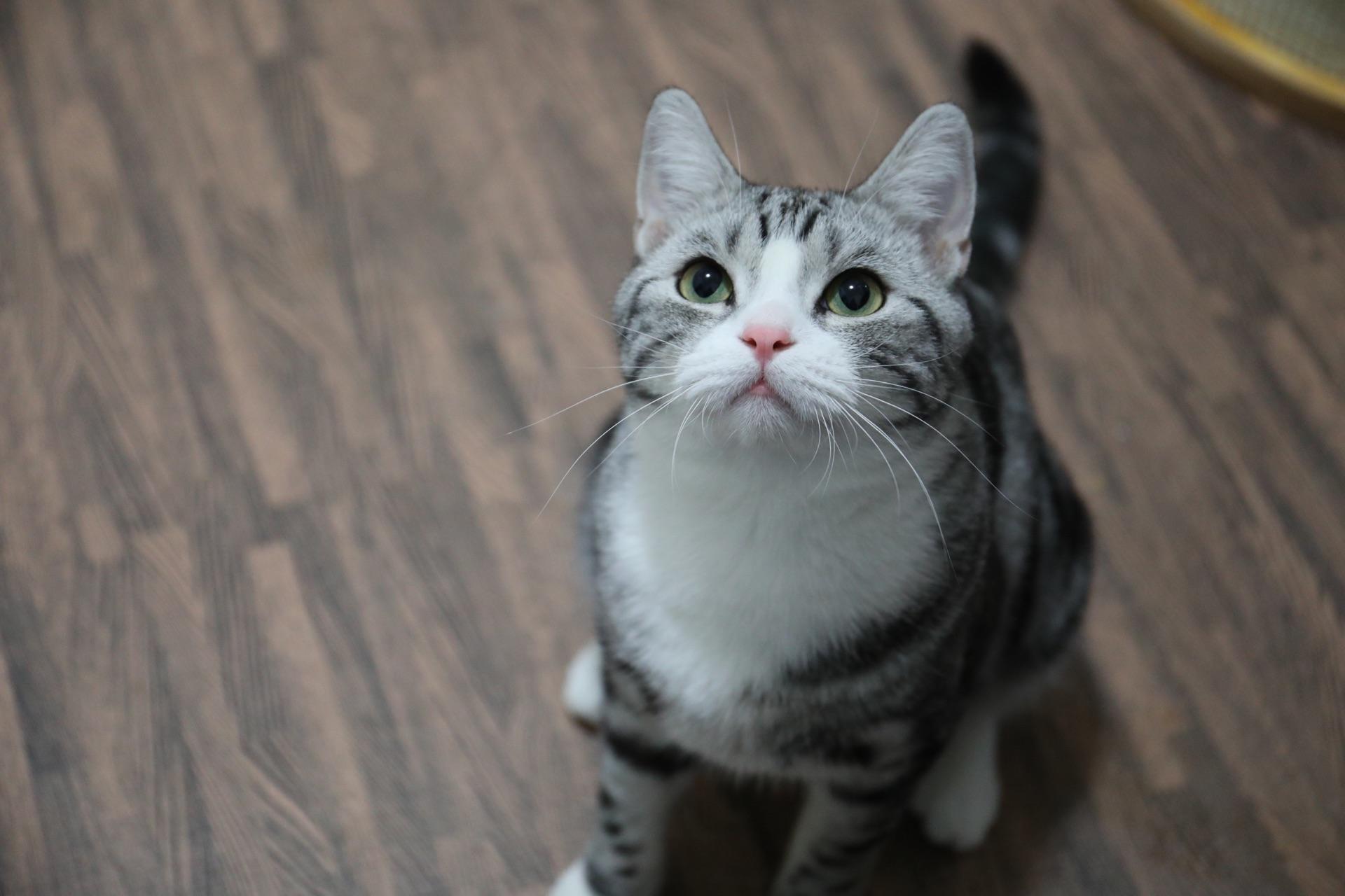 家里的猫不但不高冷还超级粘人是一种什么样的体验