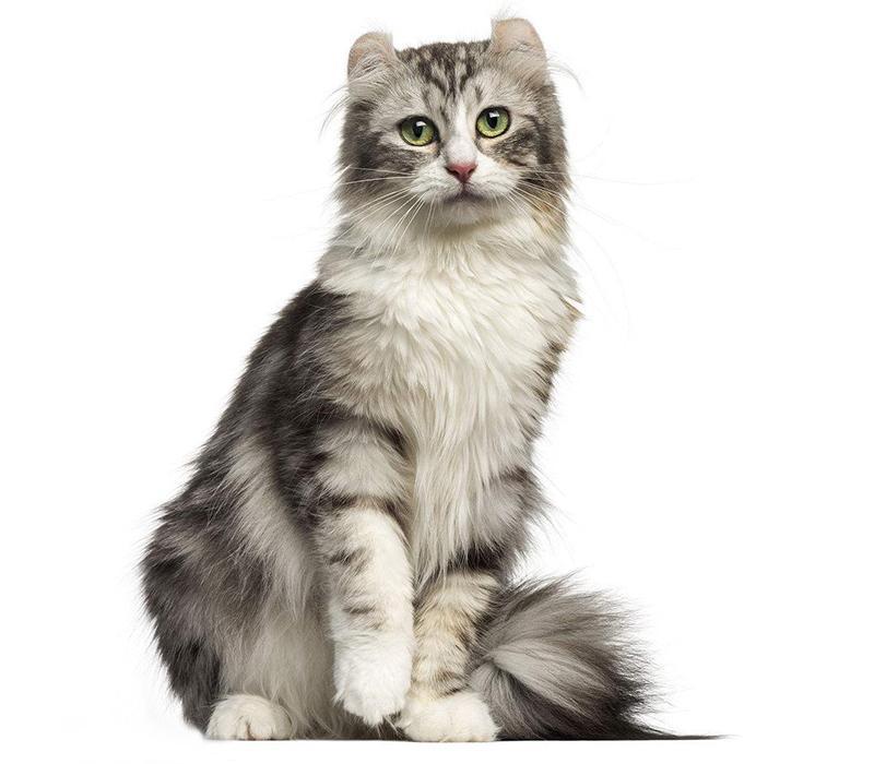 新手养猫 美国卷耳猫基本知识 知乎 新手养猫 美国卷耳猫基本知识 知乎