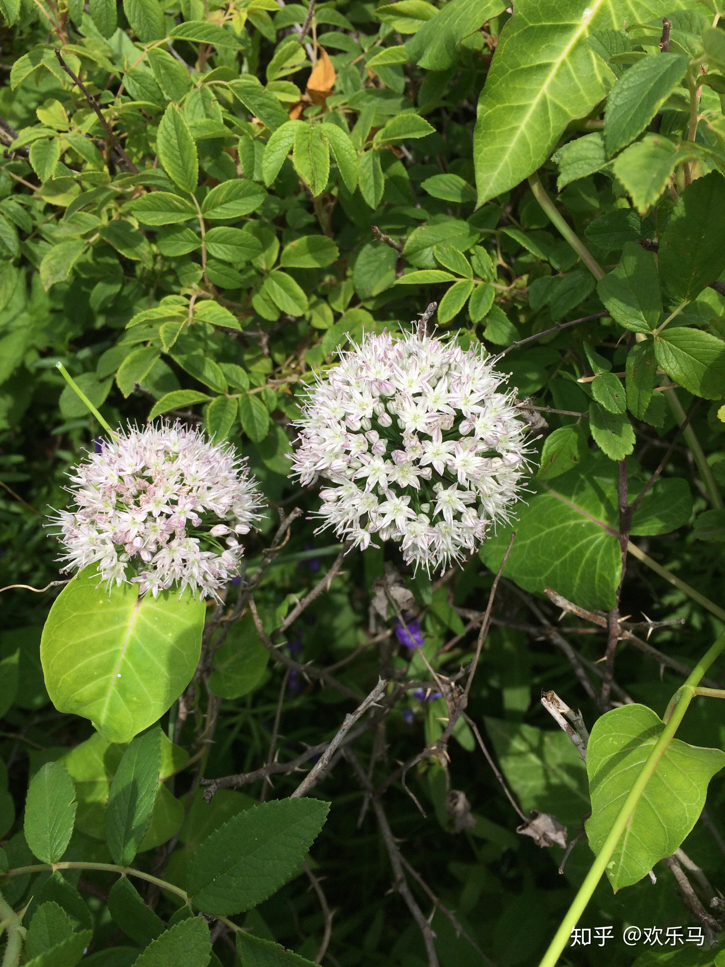 大庆野地植物19薤白 - 知乎
